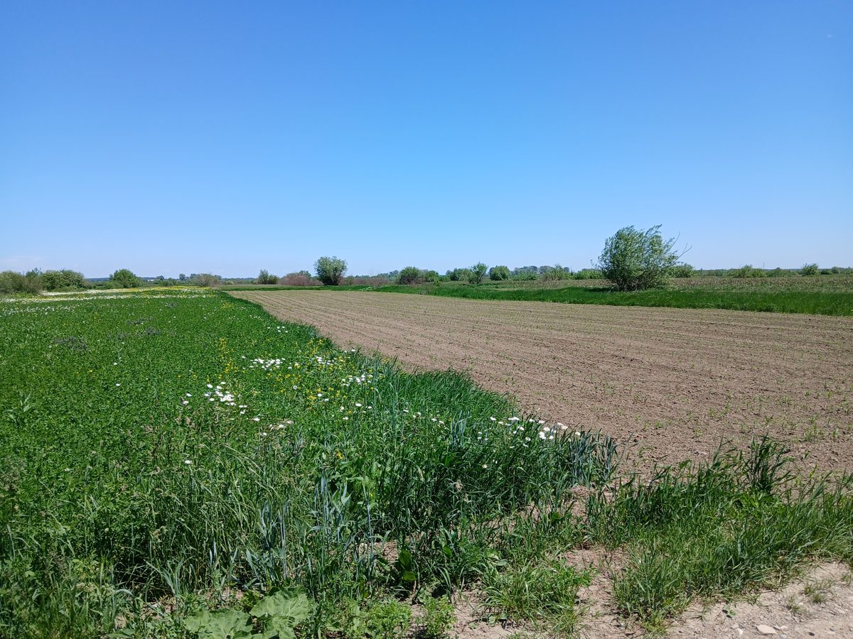 Miniatură 2