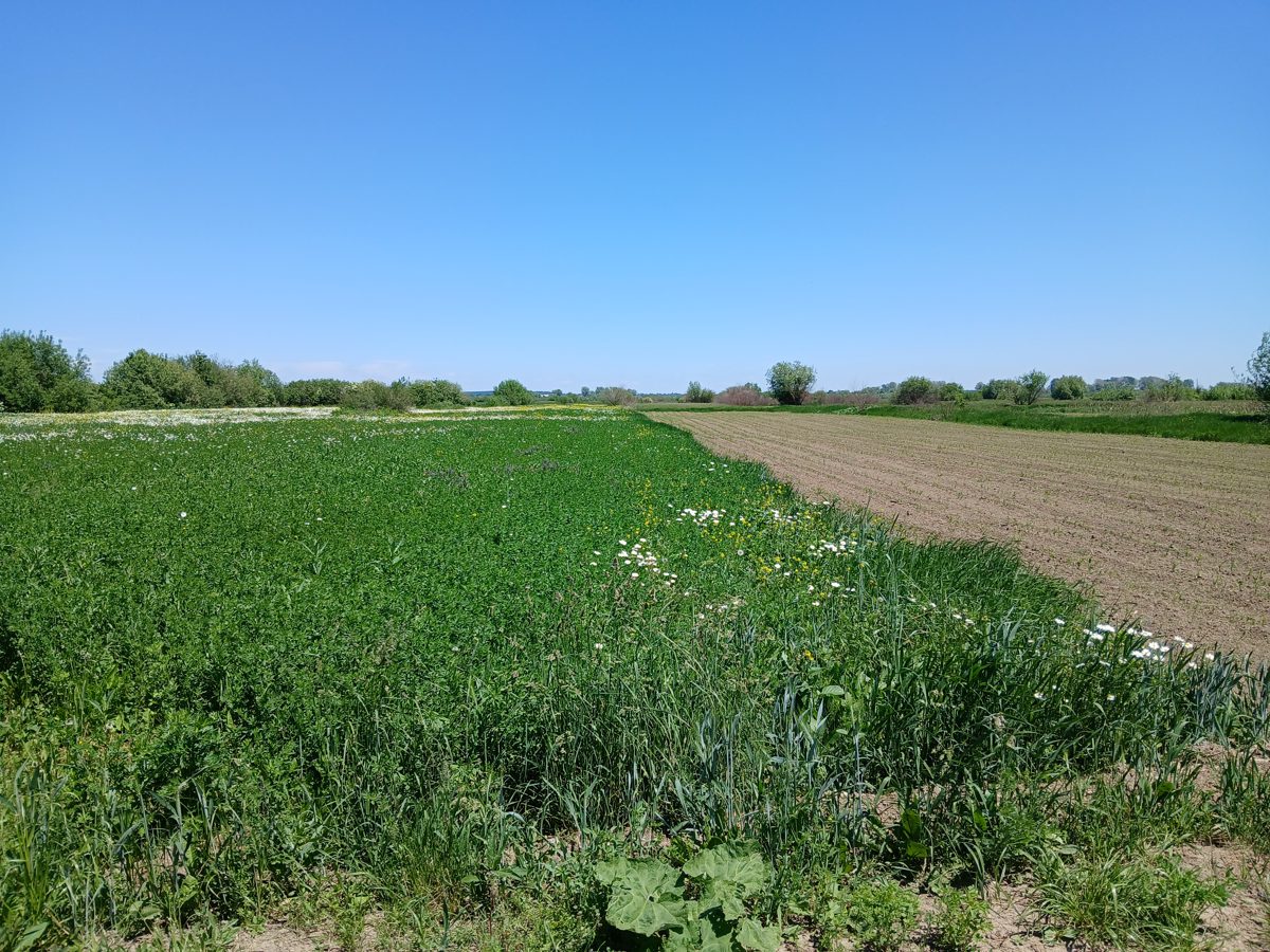 Miniatură 3