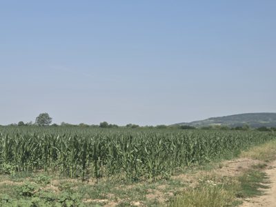 Teren extravilan in suprafata de 5.000 mp, situat in comuna Halmeu, judetul Satu Mare