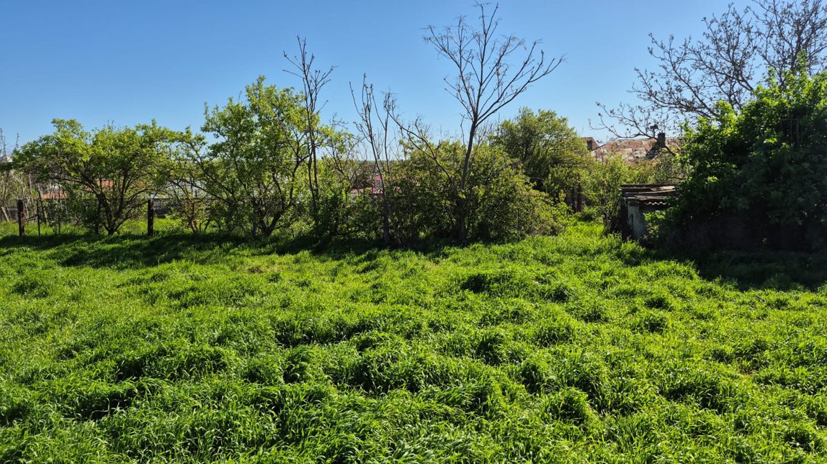 Miniatură 5