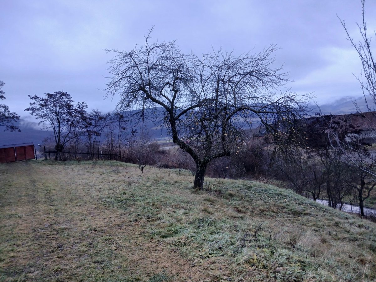 Miniatură 8