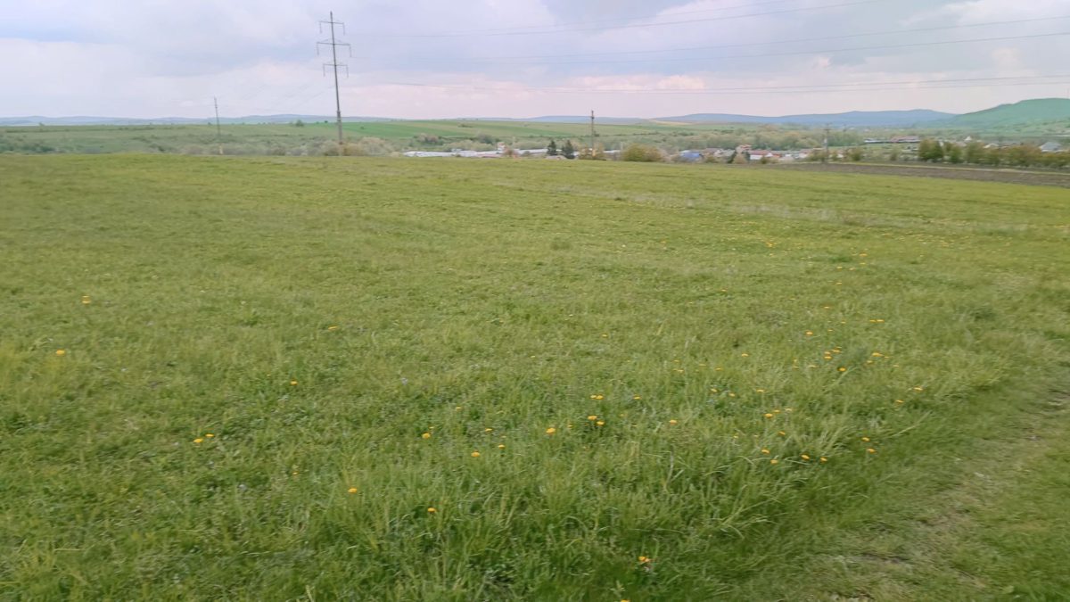 Miniatură 3