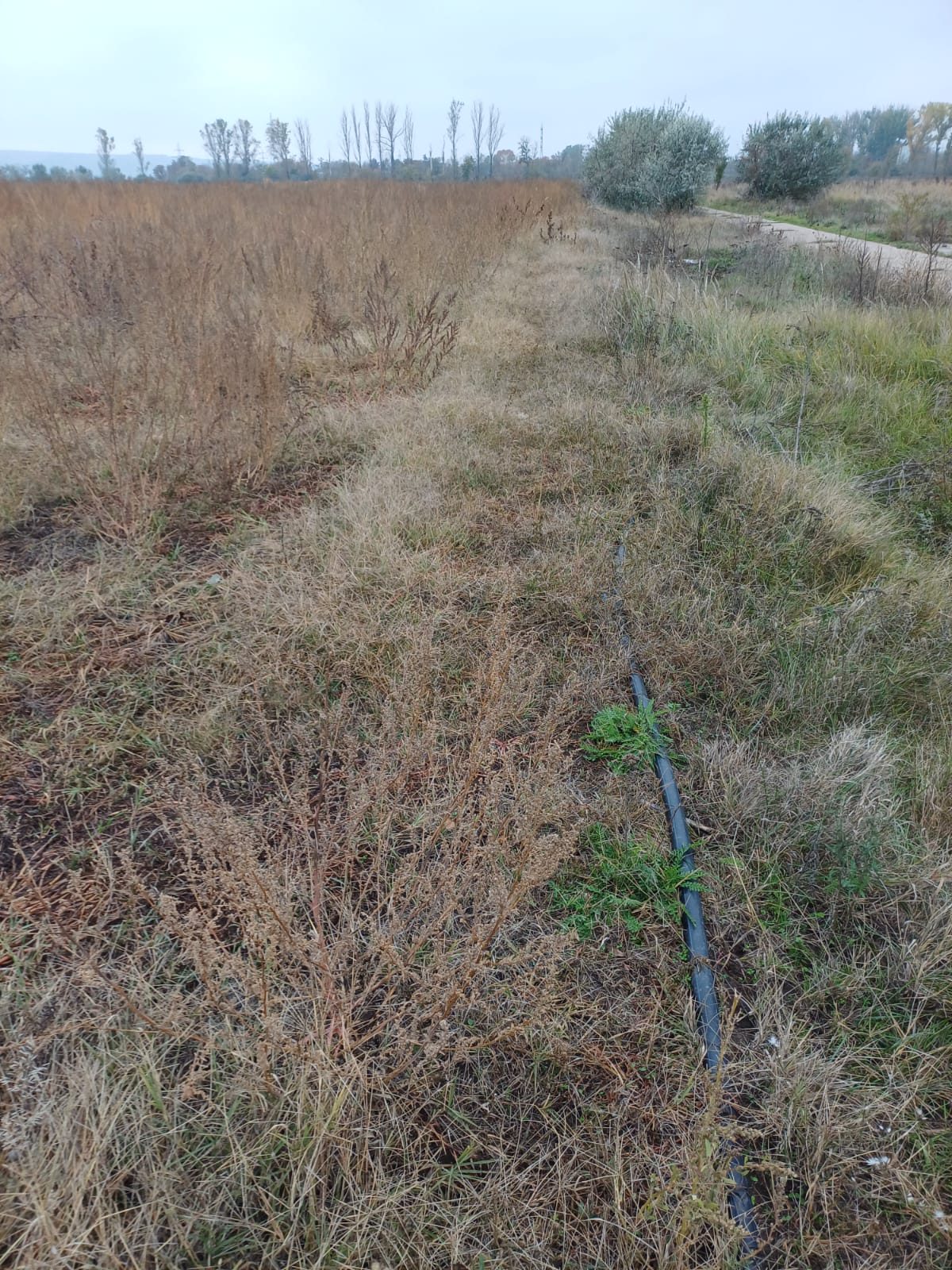 Miniatură 5