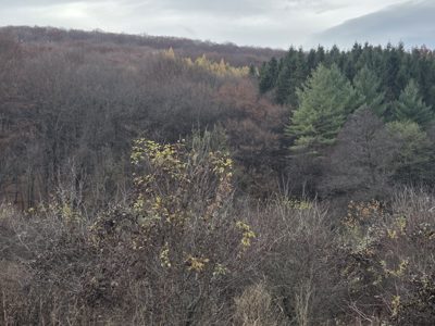 Padure - in suprafata de 51400 MP