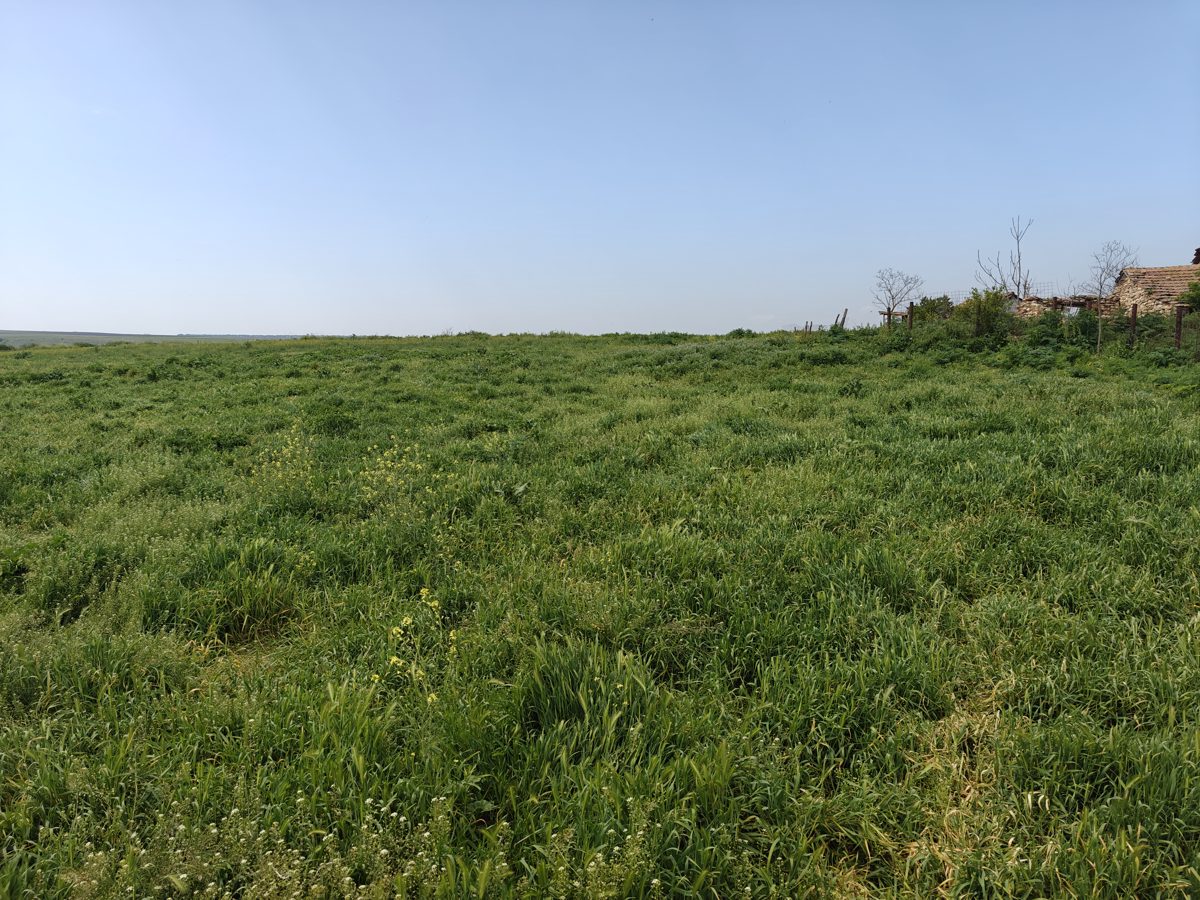 Teren intravilan curti constructii in suprafata de 3700 mp - Corp 2, Sat Valcelele, Oras Negru Voda, Jud. Constanta 1