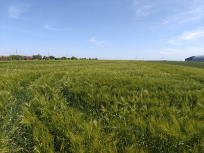 Teren agricol - 10.000 mp