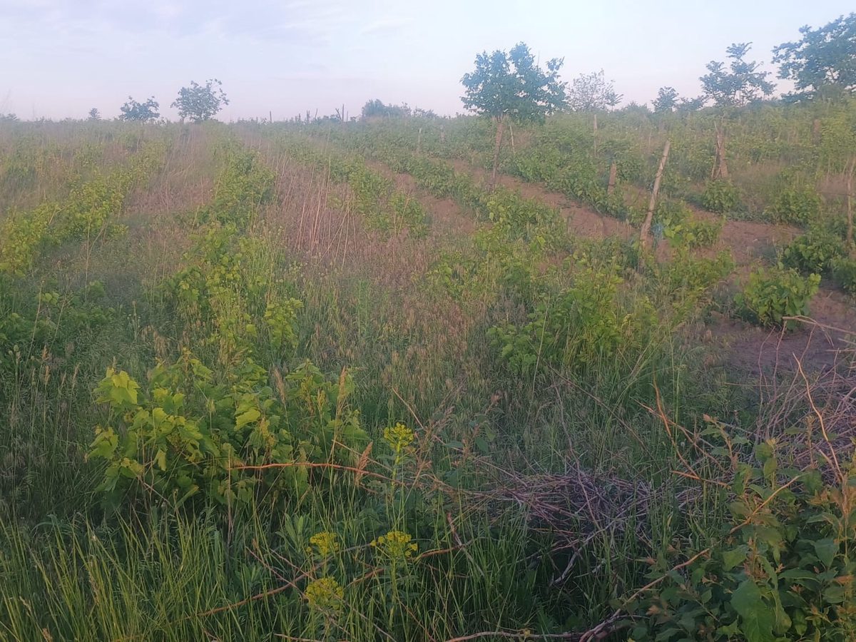 teren extravilan agricol 1