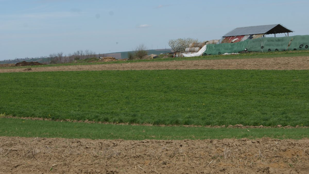 Miniatură 5