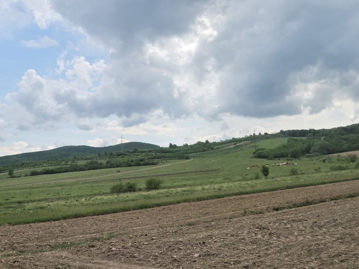 Teren extravilan, in suprafata de 297 mp, situat in loc. Ghighiseni, jud Bihor 1