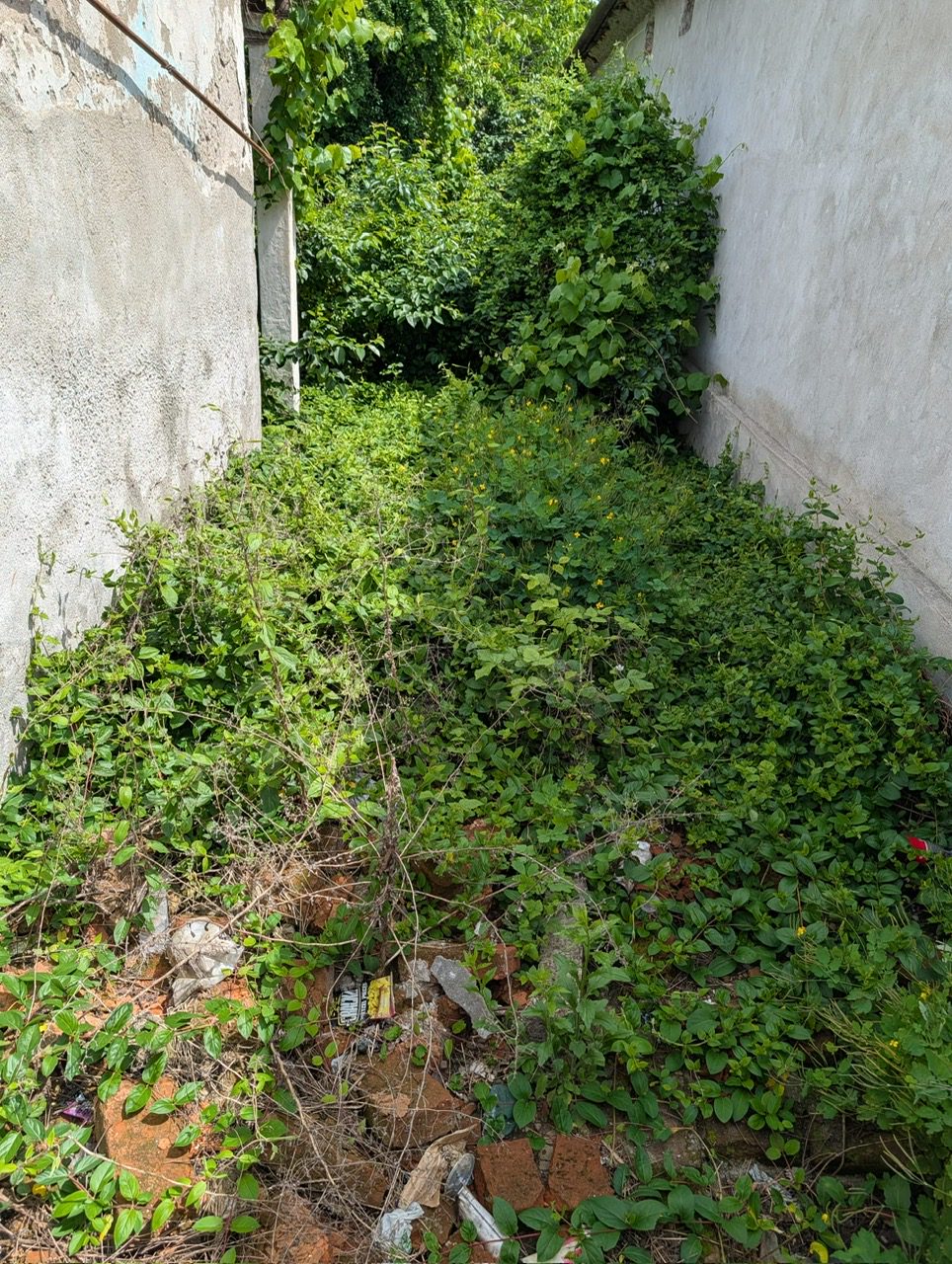 Miniatură 6