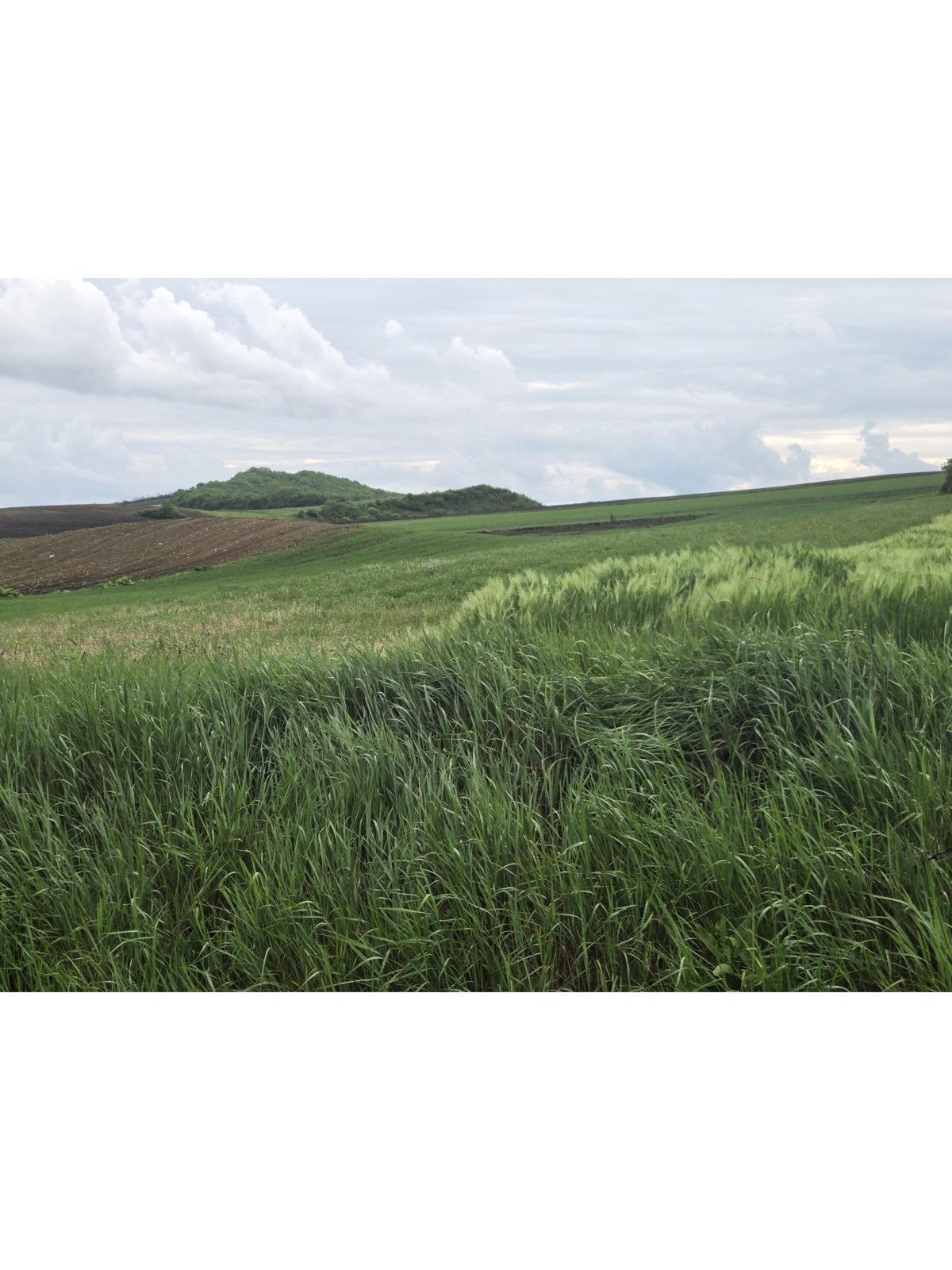 Teren extravilan agricol, situat in Jud. Cluj, UAT Palatca 1