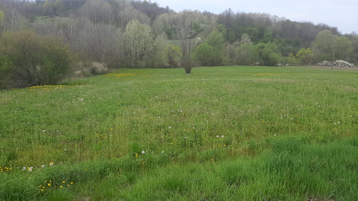 Teren agricol - partial intravilan in suprafata de 3161 MP 1