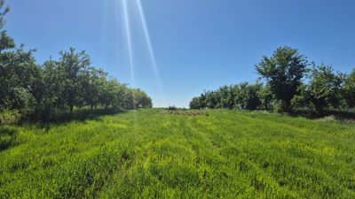 Teren agricol - arabil situat in punctul Dealul lui Costica- in suprafata de 6000 MP