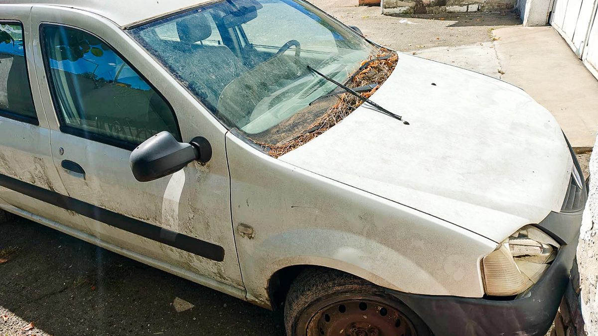 Miniatură 5