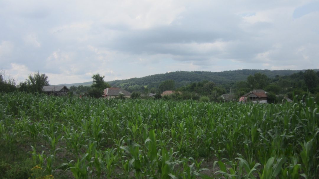 Miniatură 5