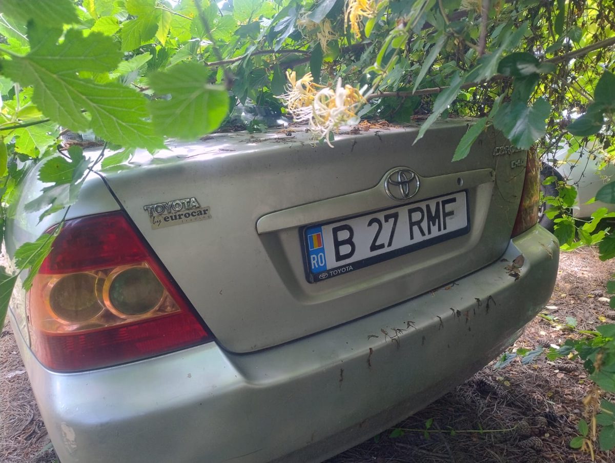 Miniatură 3