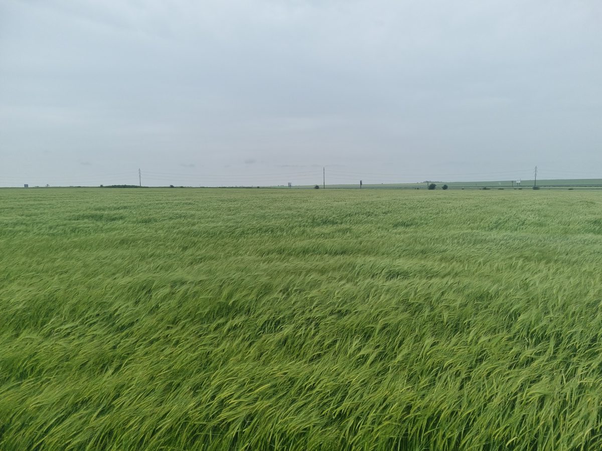 Teren agricol - in suprafata de 7000 MP 1