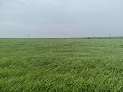 Teren agricol - in suprafata de 7000 MP