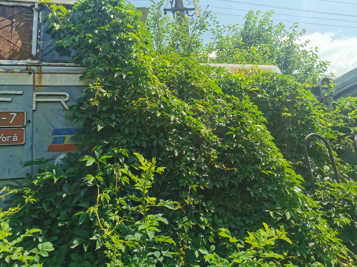 Miniatură 3