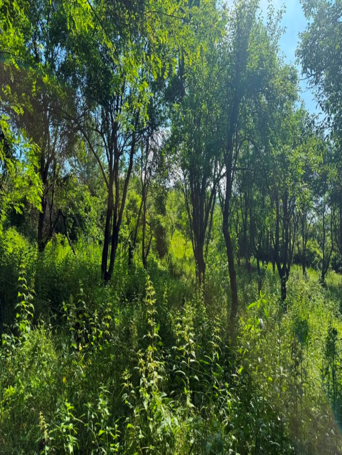 Miniatură 4
