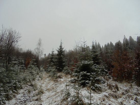Miniatură 6