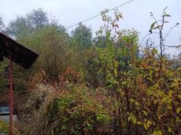 teren intravilan-vie in suprafata de 209 MP