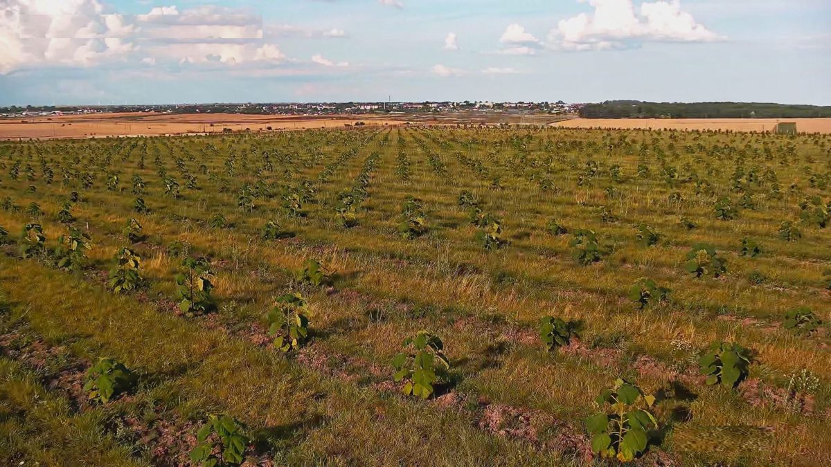 Teren agricol extravilan in suprafata de 99700 mp 1