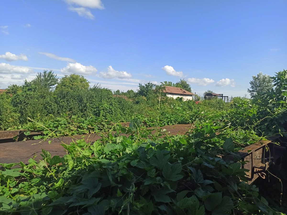 Miniatură 2