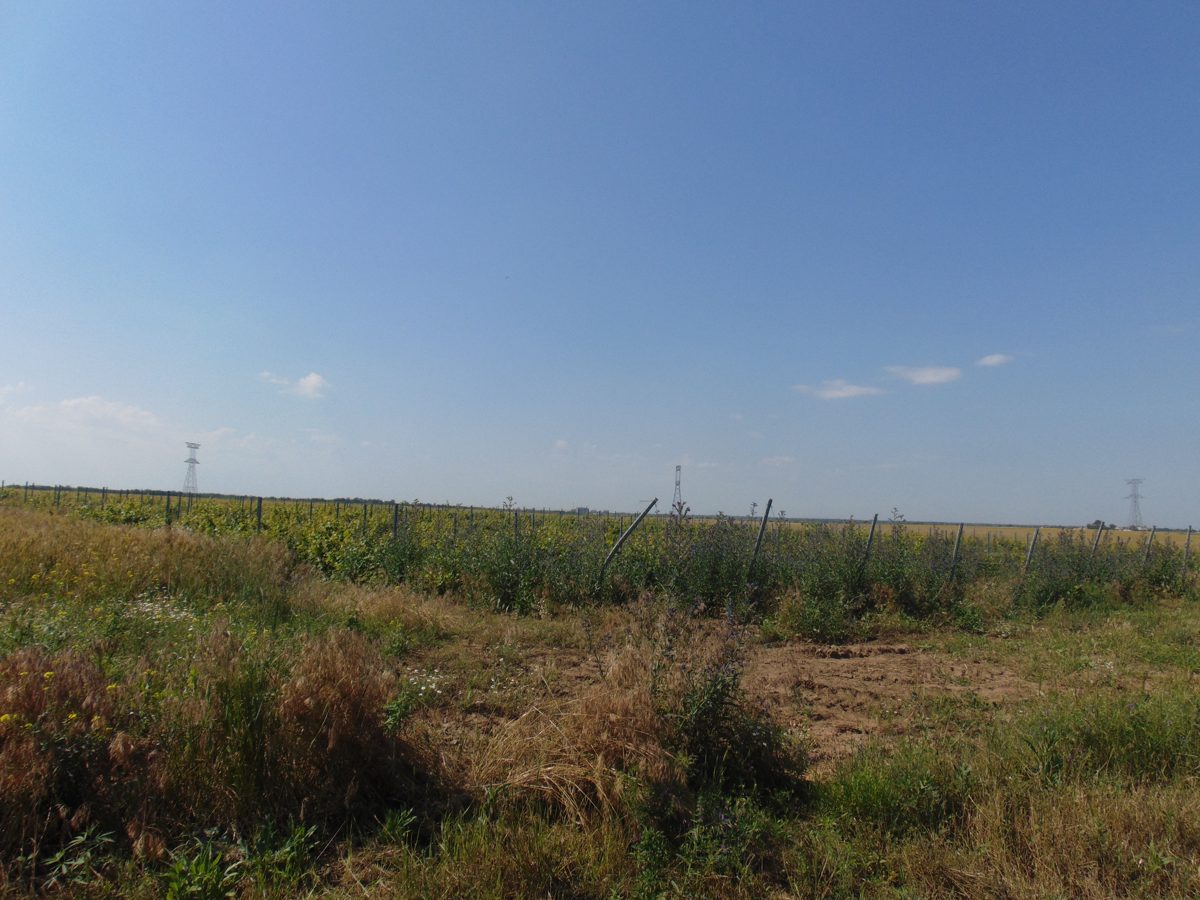Teren, categorei folosinta vie, Umbraresti, jud. Galati 1