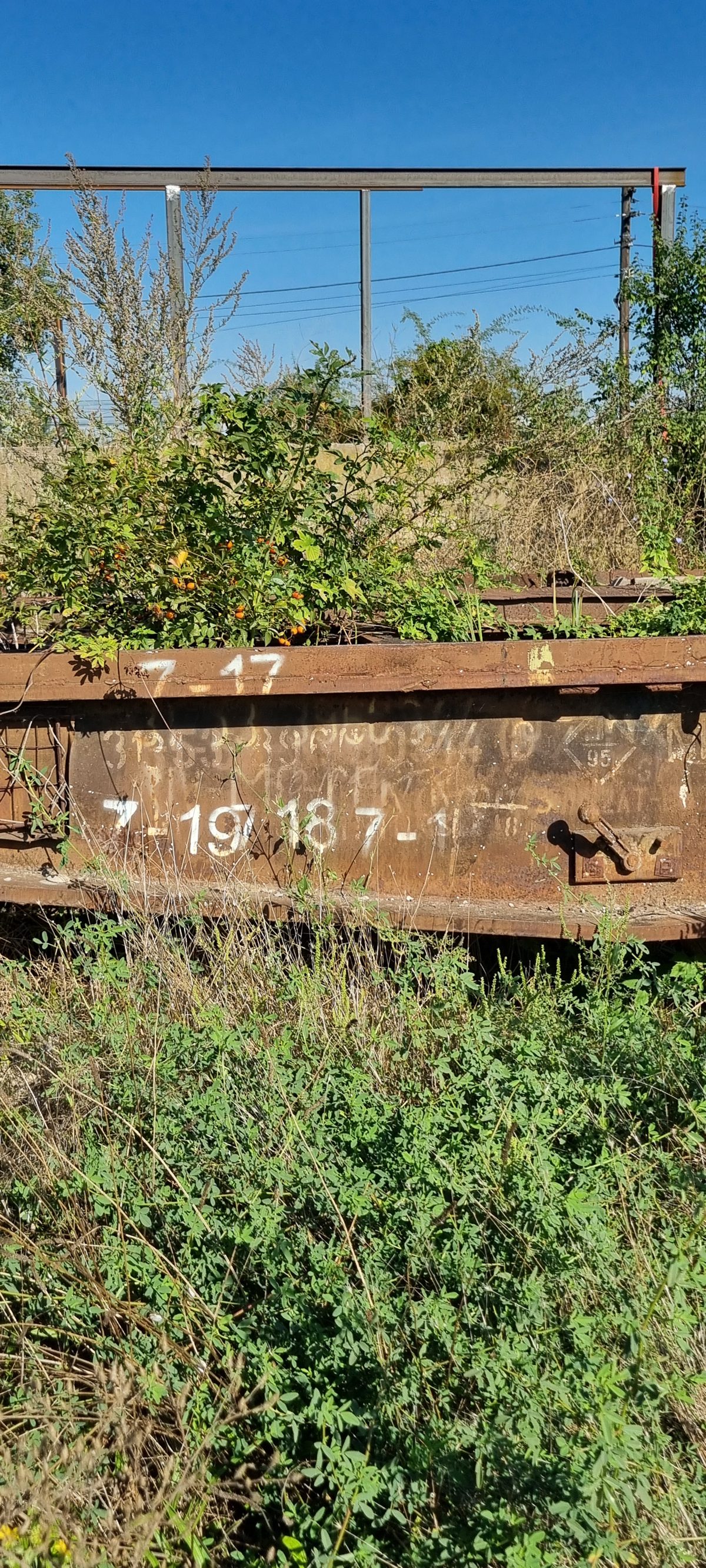 Miniatură 5