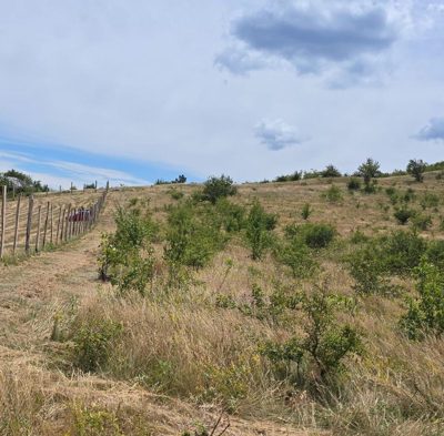 Teren extravilan arabil, sat Negruşa, comuna Cireşu, judeţul Mehedinţi