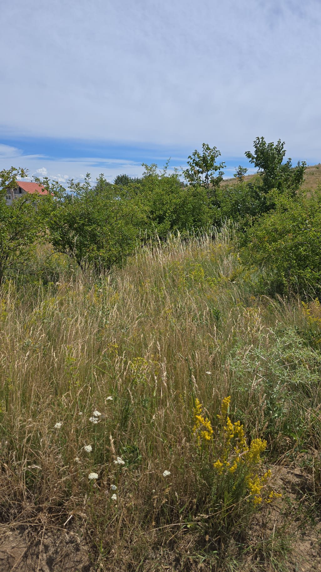 Miniatură 5