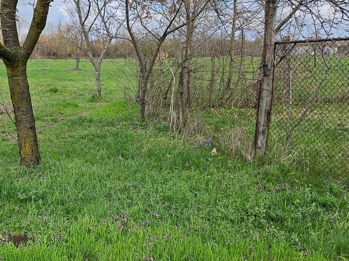 Miniatură 5