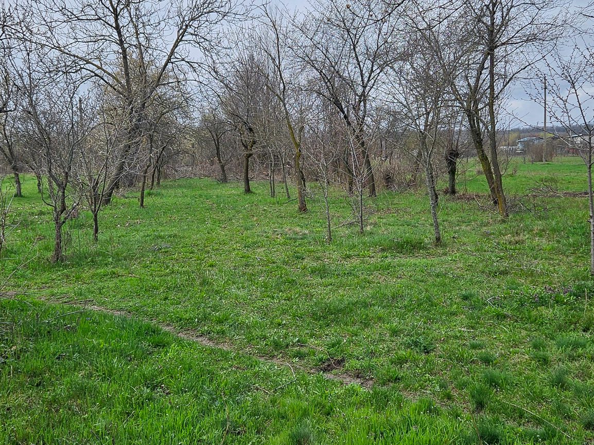 Miniatură 6