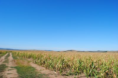 Teren agricol - in cota de 1/4  din suprafata de 5900 MP