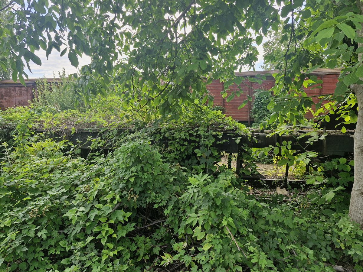 Miniatură 4
