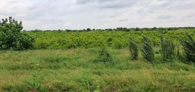 Teren extravilan in localitatea Grivita