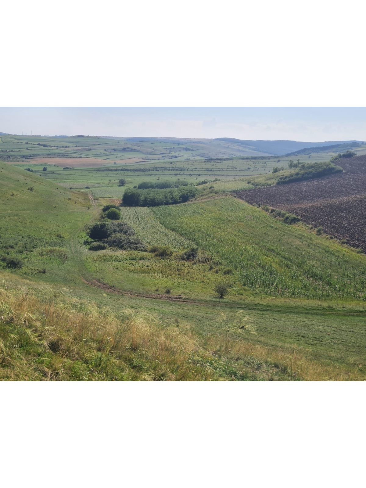 Teren extravilan arabil in suprafata de 7630 mp, Jud Cluj, UAT Palatca 1