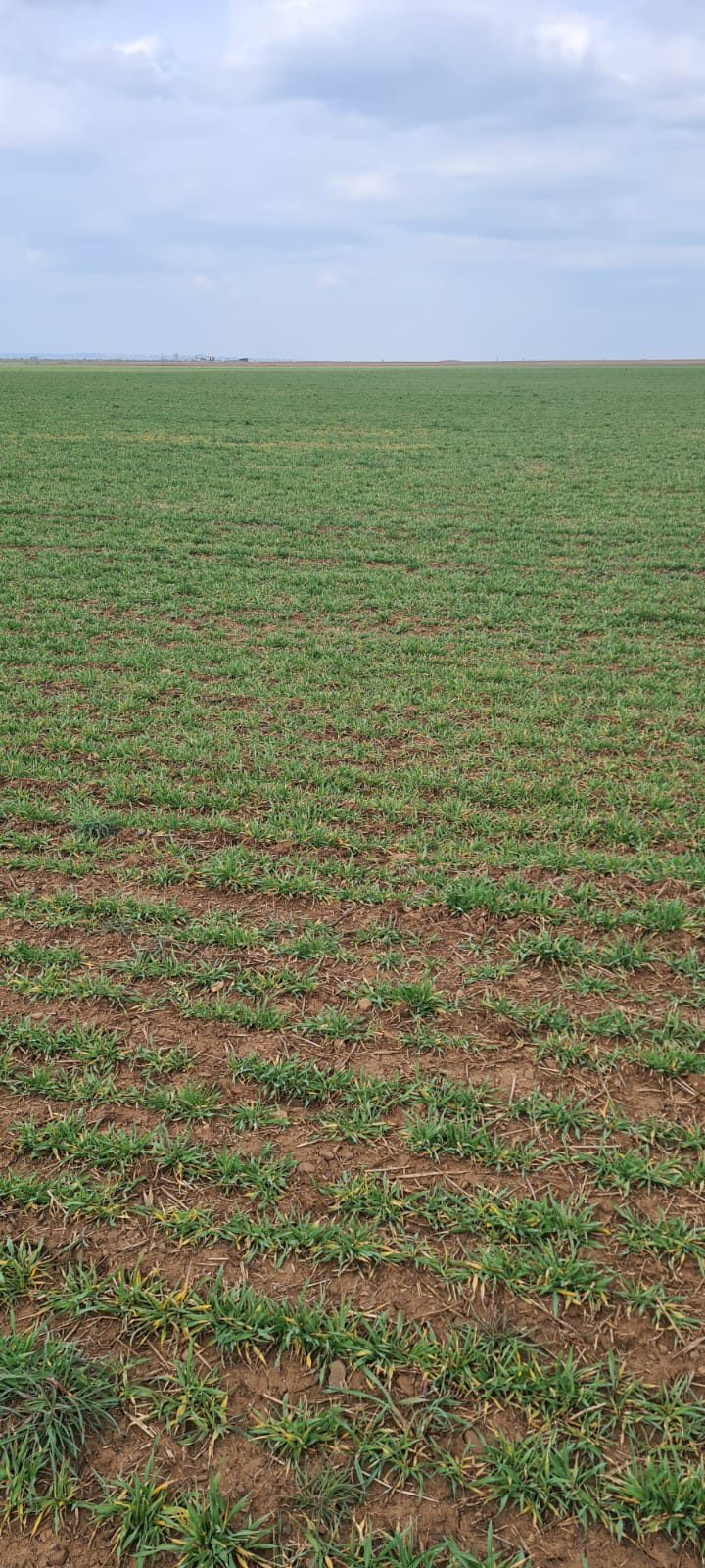 Teren arabil extravilan - in suprafata de 9500 MP 1