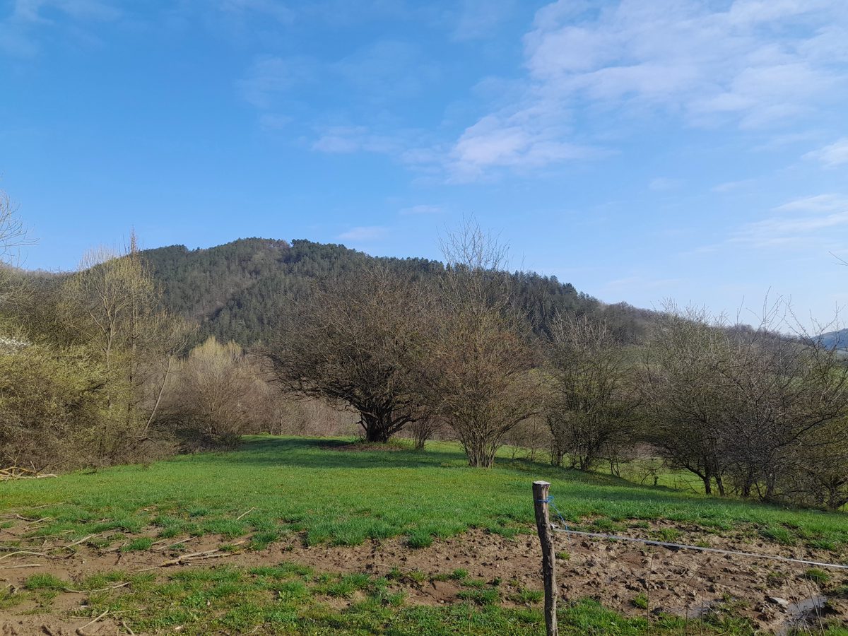 Teren forestier in suprafata de 15.400 MP 1
