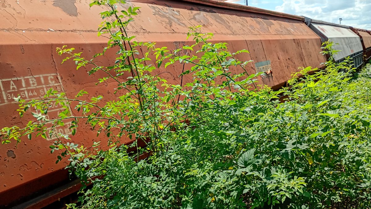 Miniatură 4