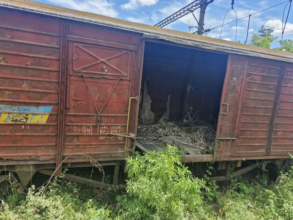 Miniatură 3