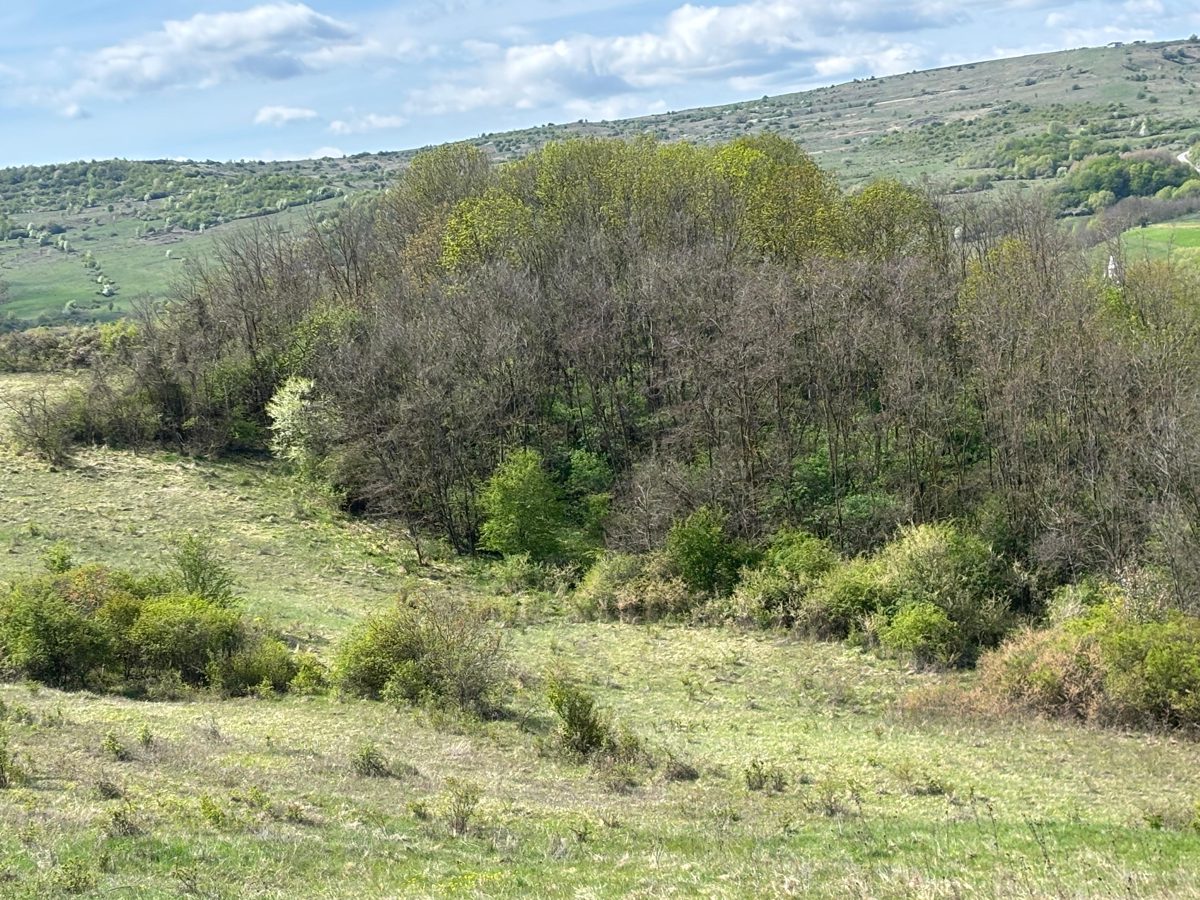 Miniatură 4
