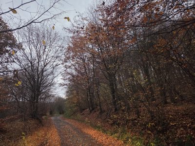 Padure - EXTRAVILAN in suprafata de 86400 MP