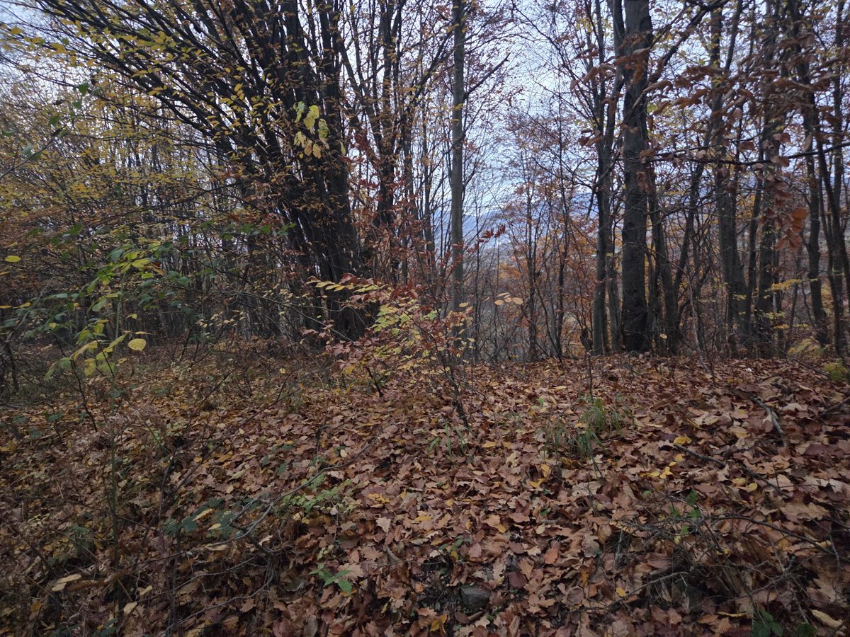 Miniatură 2