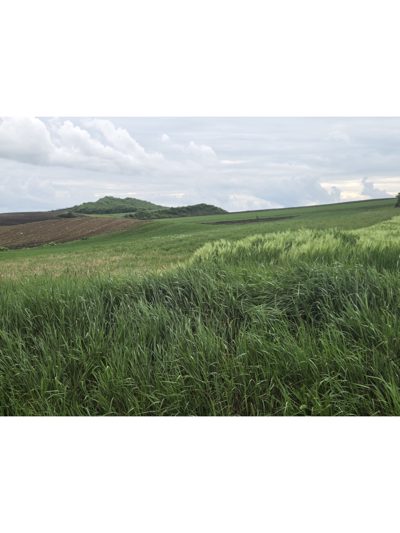 Teren extravilan agricol, situat in Jud. Cluj, UAT Palatca