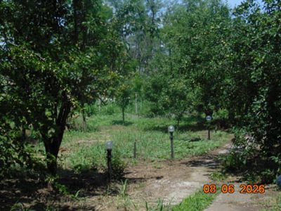 Teren agricol - in suprafata de 1000 MP
