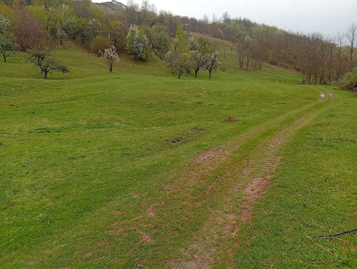 Miniatură 3