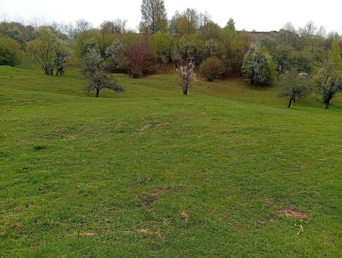 Miniatură 5