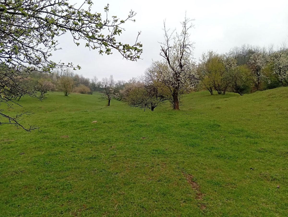 Miniatură 9
